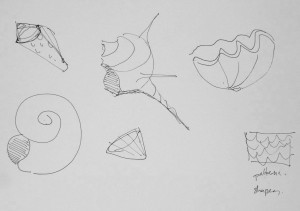 shell shapes